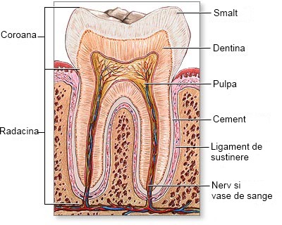 Eroziunea smalţului dinţilor – Clinicile Q-Med Bucuresti